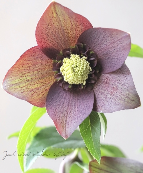 ☆mimi☆様ご購入苗㉔-86㉔-289クリスマスローズ 【公式通販】