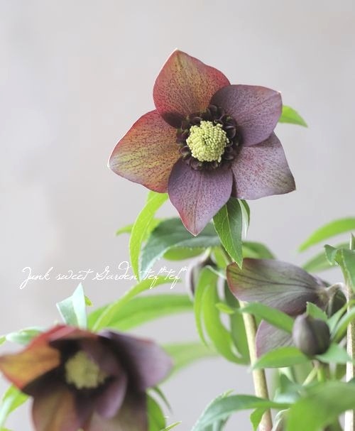 新品)コレテルノ ローズアンドミー coreterno｜EAU DE PARFUM ROSE AND