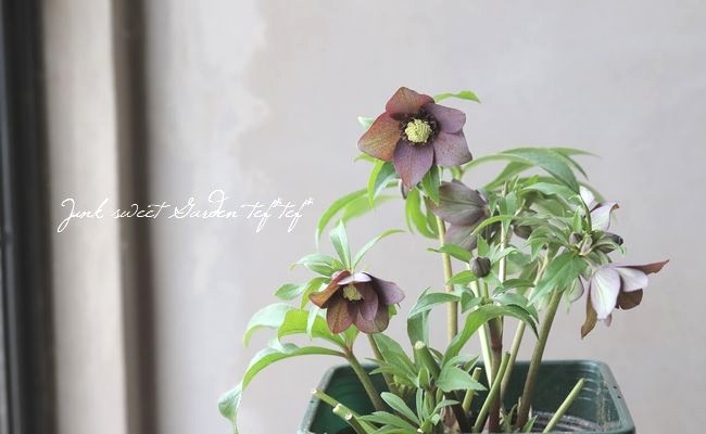 花郷園】 クリスマスローズ 『ミーサ』 【E】 | すべての商品 | | Junk