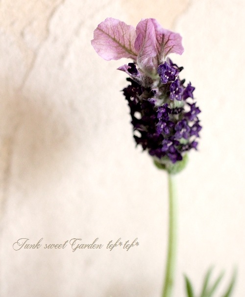 大輪フレンチラベンダー ラヴェアンナ 『グランドパープル』特大株