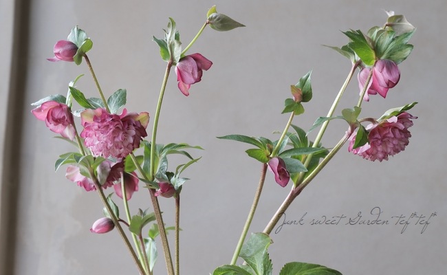 クリスマスローズ 『川久保交配・超多弁ダブル』 【No.M】 | すべての