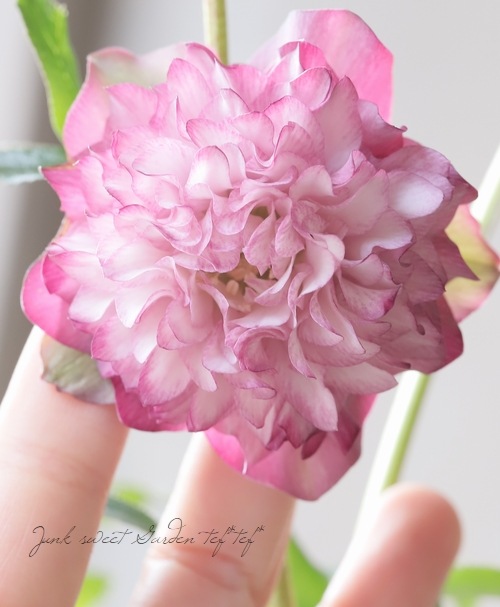 クリスマスローズ 『川久保交配・超多弁ダブル』 【No.M】 | すべての