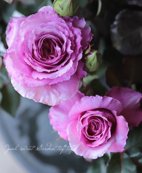 バラ苗 『アワーラストサマー』 香る！ | すべての商品 | | Junk sweet