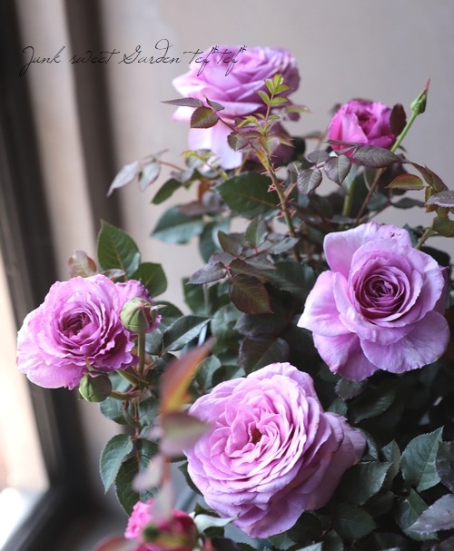 バラ苗 『アワーラストサマー』 香る！ | すべての商品 | | Junk