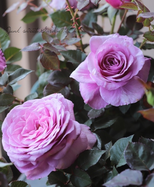 バラ苗 『アワーラストサマー』 香る！ | すべての商品 | | Junk sweet