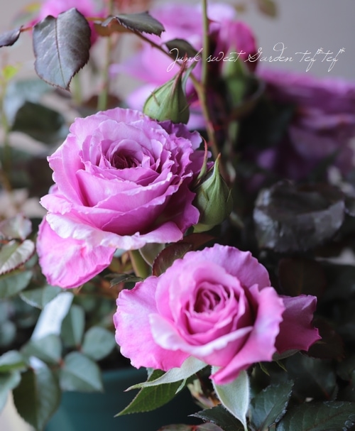 バラ苗 『アワーラストサマー』 香る！ | すべての商品 | | Junk sweet