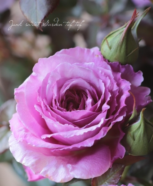 バラ苗 『アワーラストサマー』 香る！ | すべての商品 | | Junk