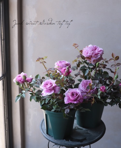 バラ様 ⭐︎おまとめ専用⭐︎ バラ苗 『アワーラストサマー』 香る！ | すべての商品 | | Junk sweet