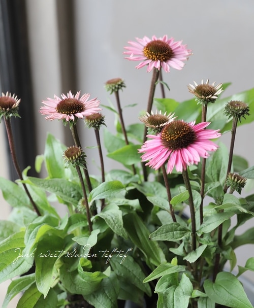 宿根エキナセア 『プロフュージョン』 | すべての商品 | | Junk sweet