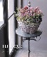 �ǥ�������������ѡ����塡�إ���ƥ������ԡ����� ������ݥ��ꥸ�ʥ�