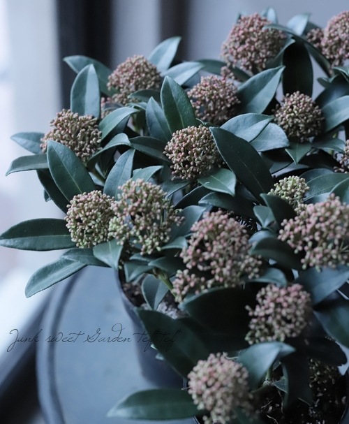 スキミア ピンクドワーフ Pink Dwarf コンパクト品種 すべての商品 Junk Sweet Garden Tef Tef