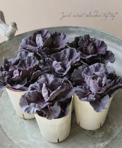 ���ޥĥХ�ե��ե����व���ղ�ð���إ֥롼���������