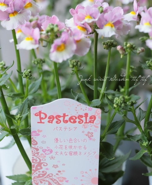 松原園芸オリジナル 宿根ネメシア パステシア スイートピンク すべての商品 Junk Sweet Garden Tef Tef