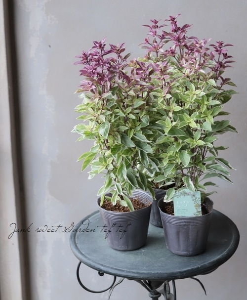 家庭菜園 斑入りバジル ベストベルベッツォ すべての商品 Junk Sweet Garden Tef Tef