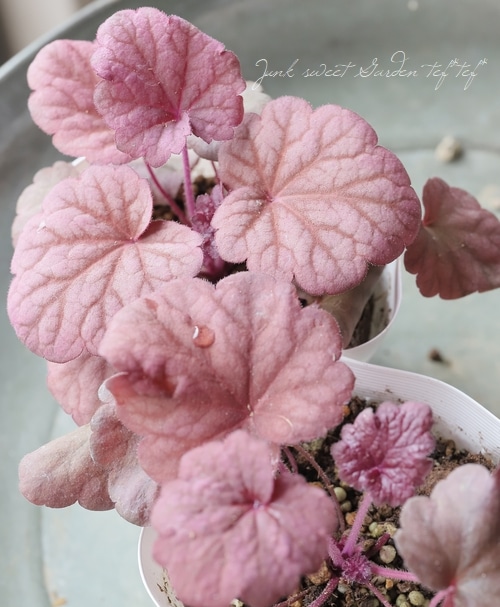 ハルディン】 ヒューケラ 『ベリースムージー』 | すべての商品