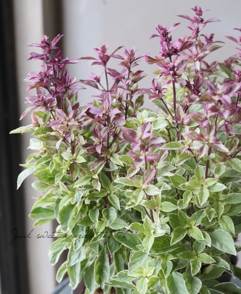 家庭菜園】 斑入りバジル 『ベストベルベッツォ』 | すべての商品