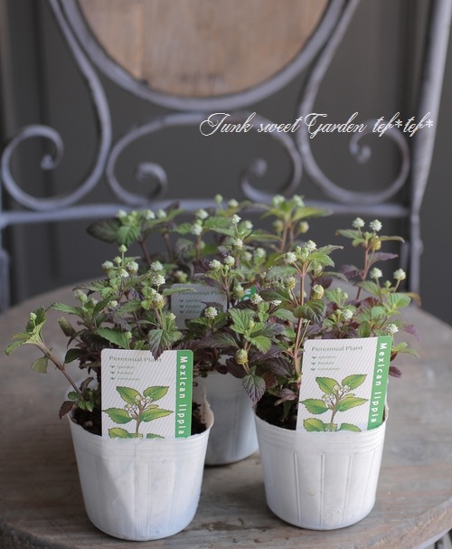 ڥϡ֡ åԥإȥᥭϡ֡