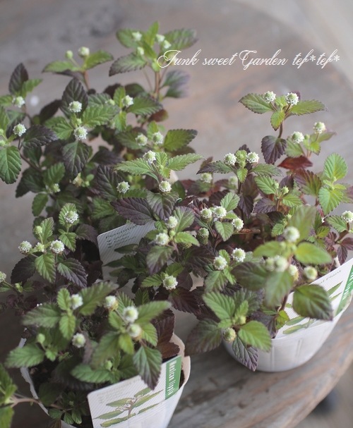 ڥϡ֡ åԥإȥᥭϡ֡