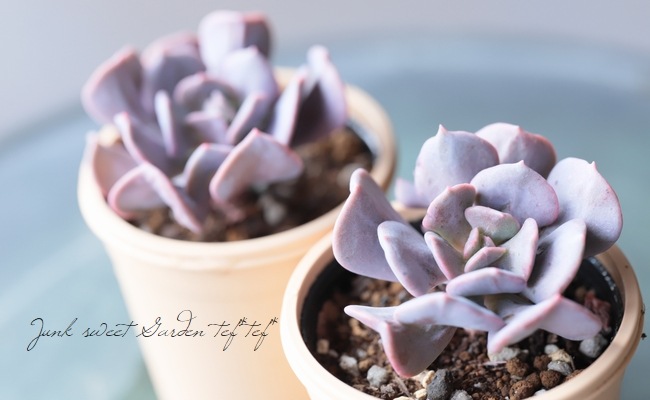 s*k様 多肉植物・アガベ・リップルエフェクト・天芽美株・コレクション株 s*k様 多肉植物・アガベ・リップルエフェクト・天芽美株・コレクション