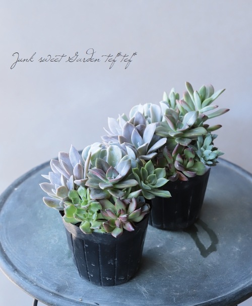 多肉植物】『寄せ植え・I』 | すべての商品 | | Junk sweet Garden