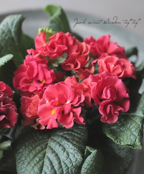 �Х�餭�ץ��顦����ꥢ�󡡡إ����ͥåȡ����֥��ȥ��������顼�١�E��