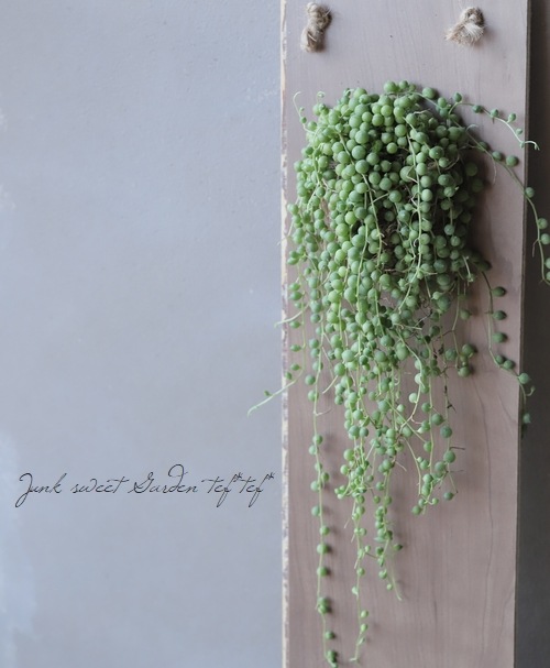 多肉植物】 『グリーンネックレス』 | すべての商品 | | Junk sweet