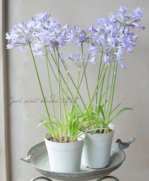 アガパンサス ピーターパンブルー 30ポット 農業資材 ガーデニング用品