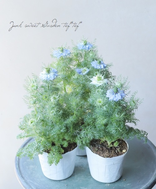 ニゲラ・パピロサ 『ブルーミゼット』 植え込み用苗 | すべての商品