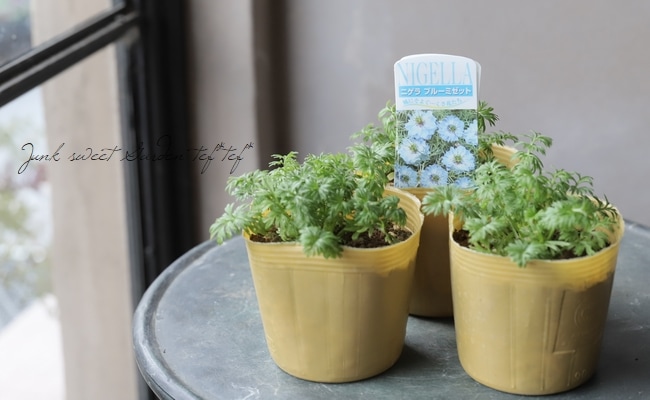 ニゲラ・パピロサ 『ブルーミゼット』 植え込み用苗 | すべての