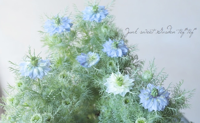 ニゲラ・パピロサ 『ブルーミゼット』 植え込み用苗 | すべての商品