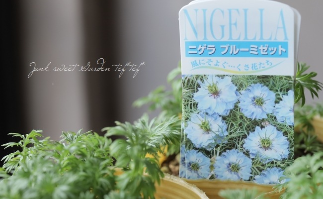 ニゲラ・パピロサ 『ブルーミゼット』 植え込み用苗 | すべての商品