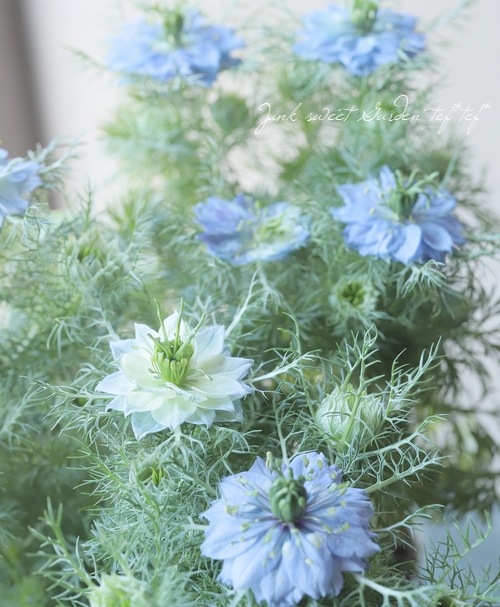 ニゲラ・パピロサ 『ブルーミゼット』 植え込み用苗 | すべての商品