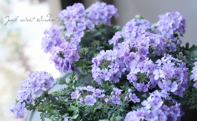 宿根バーベナ コルト ラベンダー すべての商品 Junk Sweet Garden Tef Tef