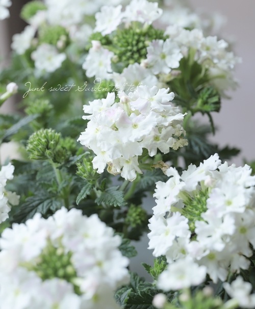 �ɺ��С��٥� �إ������ȥ����ǥ���