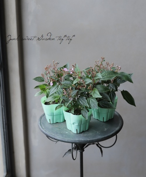 �ϥ�����ܥ����ؤ����龮Į��