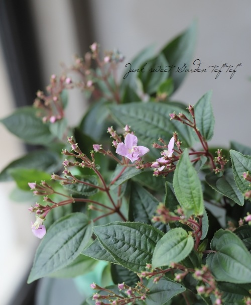 �ϥ�����ܥ����ؤ����龮Į��