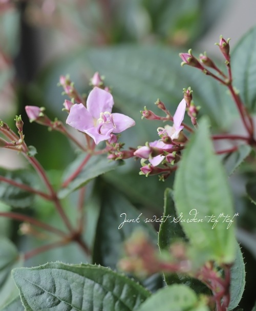 �ϥ�����ܥ����ؤ����龮Į��