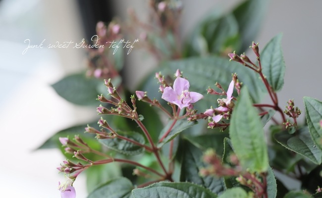 �ϥ�����ܥ����ؤ����龮Į��