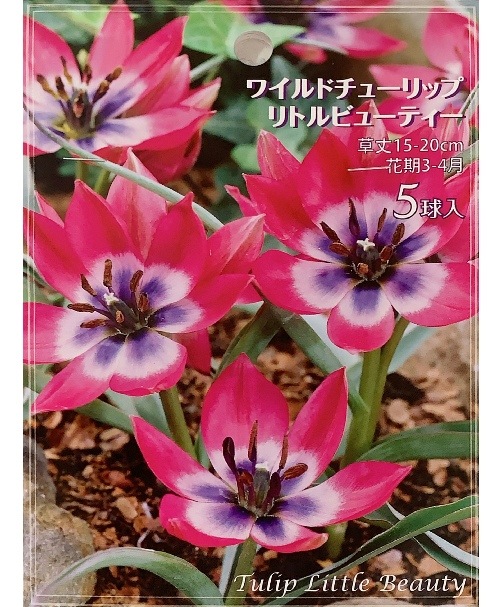 �ڵ庬�� ����ϥ磻��ɥ��塼��åס��إ�ȥ�ӥ塼�ƥ�����