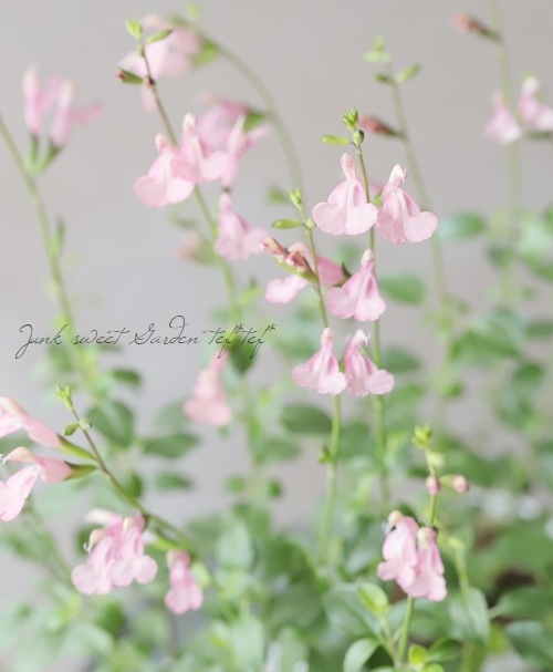 チェリーセージ 『ラ・シエスタ』 | すべての商品 | | Junk sweet