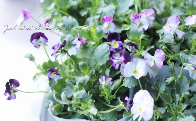 ビオラ・ROKA'S selection 『ラブパッション』 | Flower Species