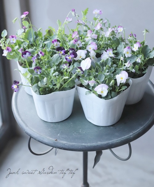 ビオラ・ROKA'S selection 『ラブパッション』 | Flower Species