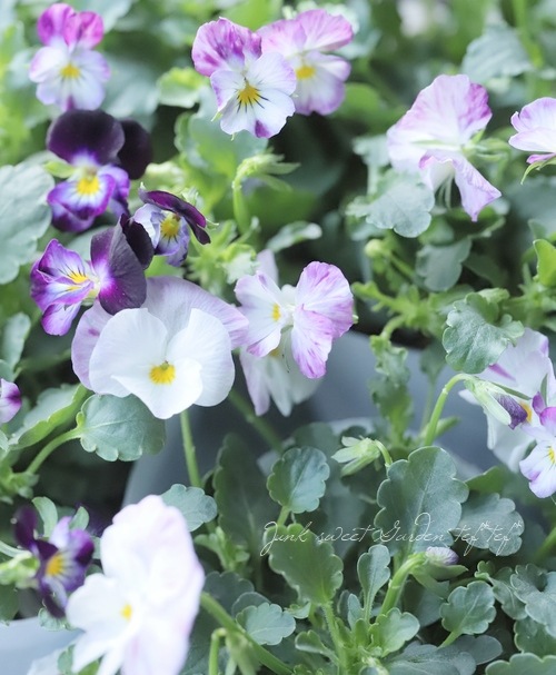 ビオラ・ROKA'S selection 『ラブパッション』 | Flower Species