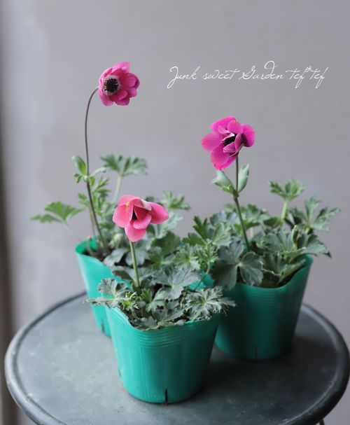 アネモネパブニナ 横山園芸さんのガーデンアネモネ 『パブニナ』 【No.58】2023 | すべて