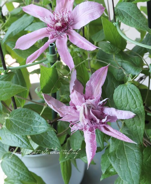 クレマチス　ピンク 湘南クレマチス園