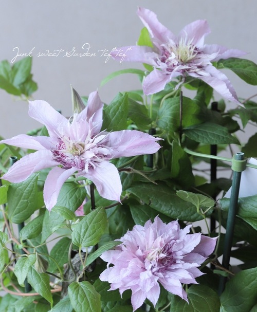 クレマチス♪ Clematis ｜クレマチス – GcmRanch