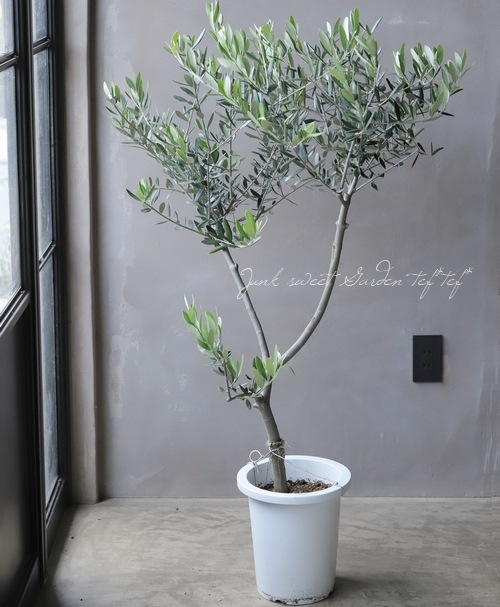 はなはな　最高級樹形　幹極太　Souju オリーブ　【ピクアル】 10号 はなはな様専用 最高級樹形 幹極太 Souju オリーブ 【ピクアル