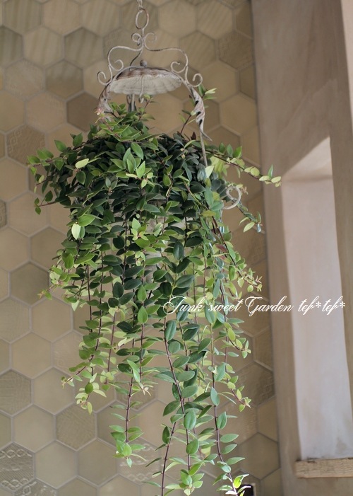 観葉植物 エスキナンサス ラディカンス ロビアヌス すべての商品 Junk Sweet Garden Tef Tef