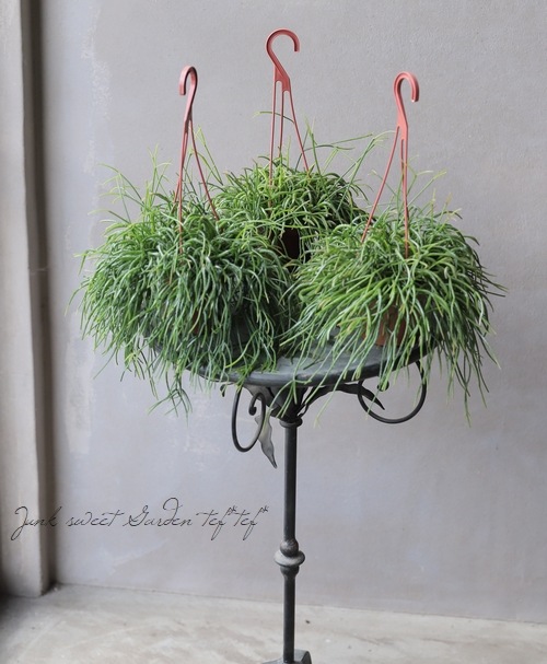 観葉植物】 リプサリス 『カスッサ』 | すべての商品 | | Junk