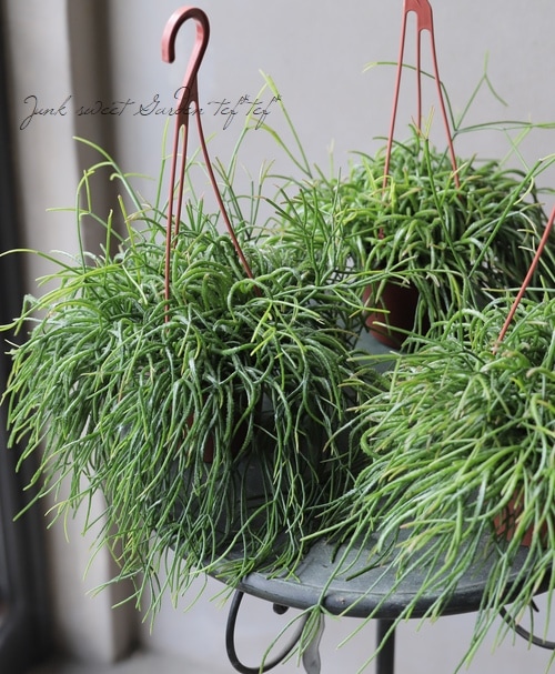 観葉植物】 リプサリス 『カスッサ』 | すべての商品 | | Junk